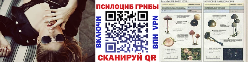 продажа наркотиков  Пестово  Галлюциногенные грибы Psilocybine cubensis 